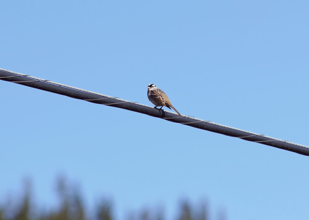 A passerine perches on a power line; perfect.