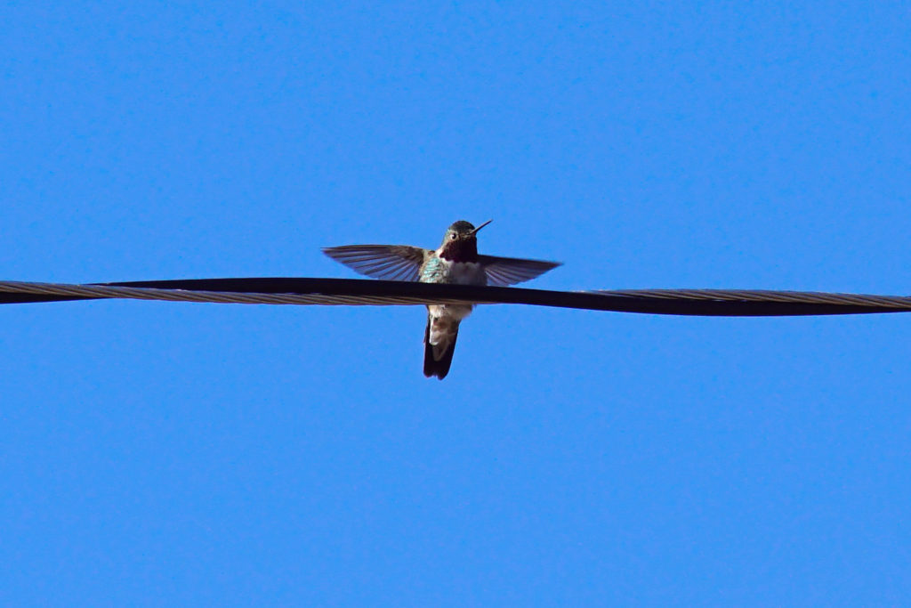 Yes, Colorado has hummingbirds.