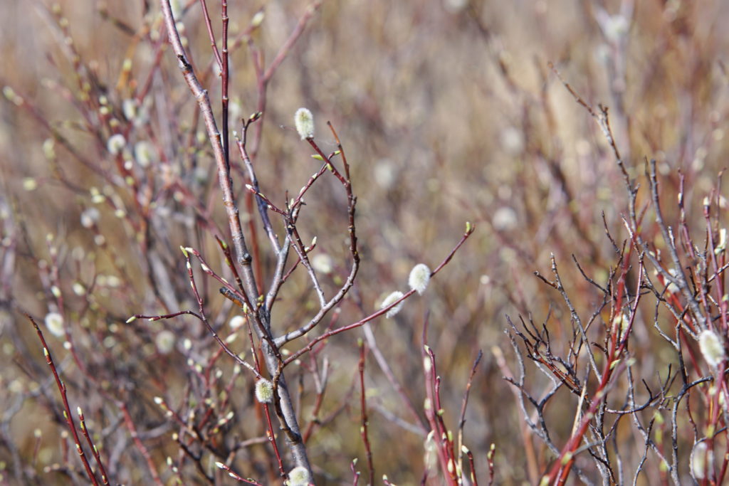 There is even a forest of pussy willows to enjoy.