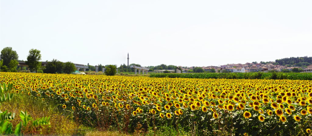 All the sunflowers are facing the same direction.