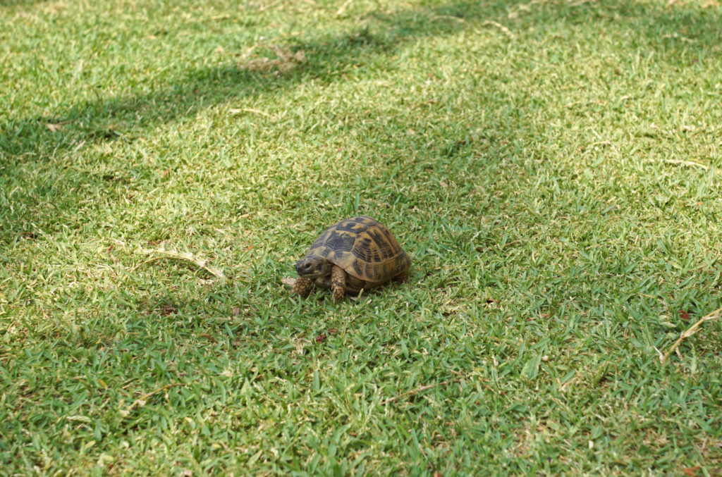 A Tortoiseshell cat slowly walks towards us.