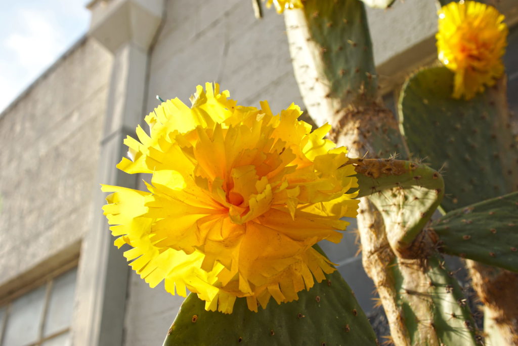 There are no insects on this flower.  Interesting...