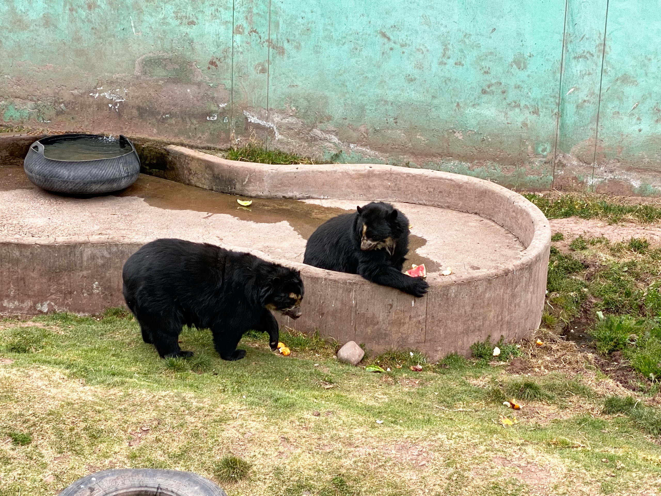 Bears in a zoo are sad.