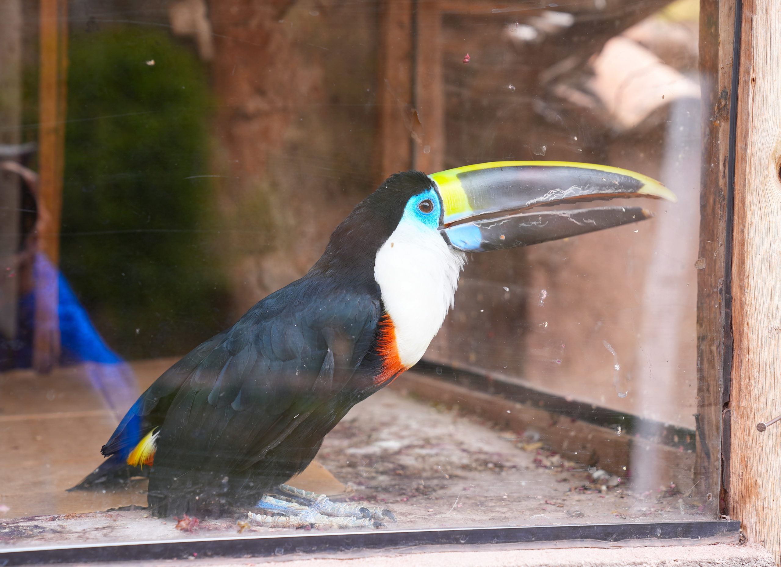 I can, you can, toucan.  Ha ha! I'm on a roll.