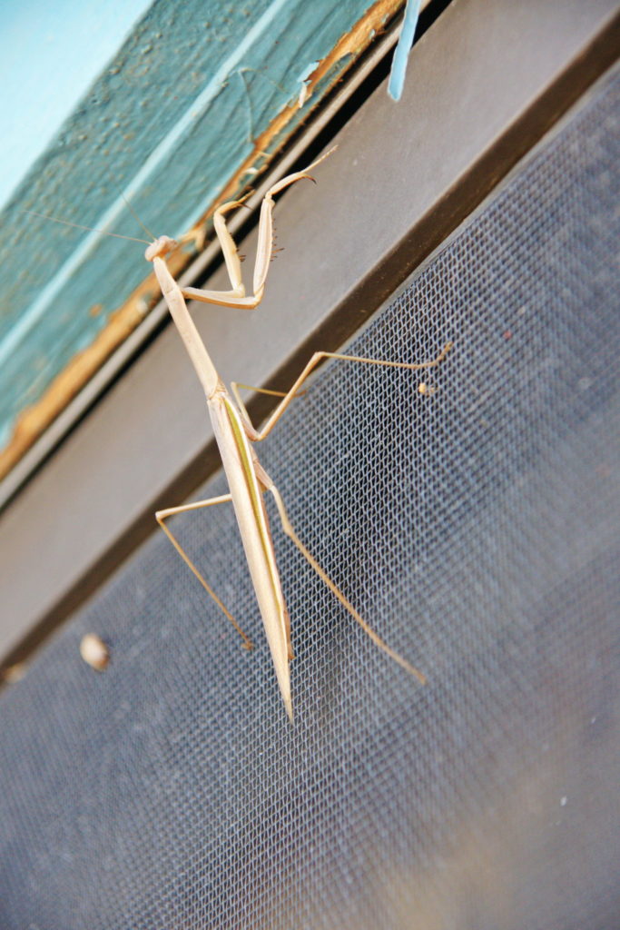 Say your prayers, bug!