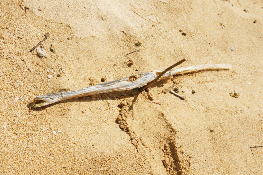 Tooting his own horn.