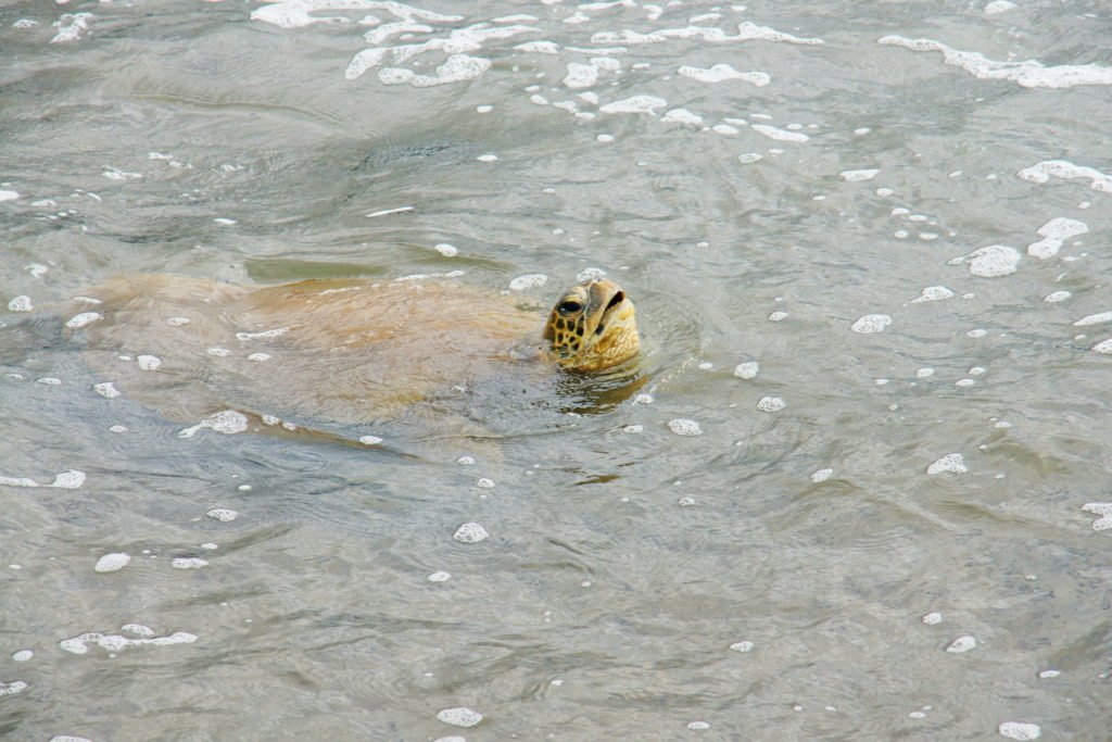 Yes, it will hurt if he bites you.