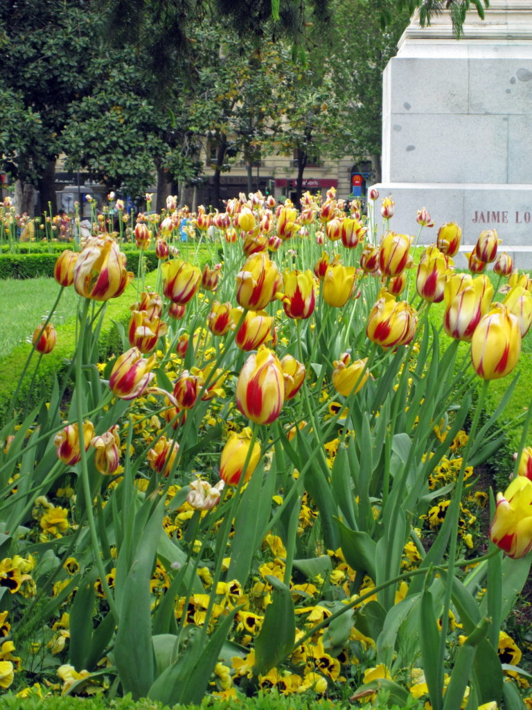 Tulips pressing against mine.