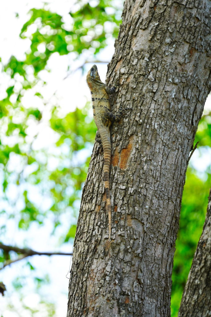 Chicken of the trees.