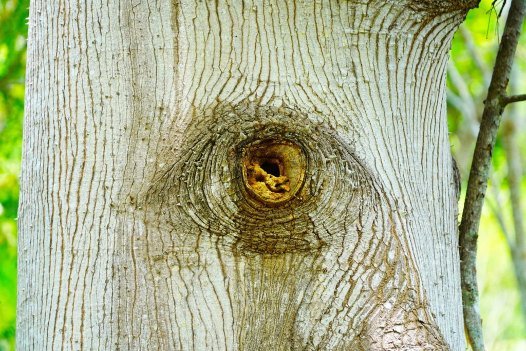 The tree sees all.