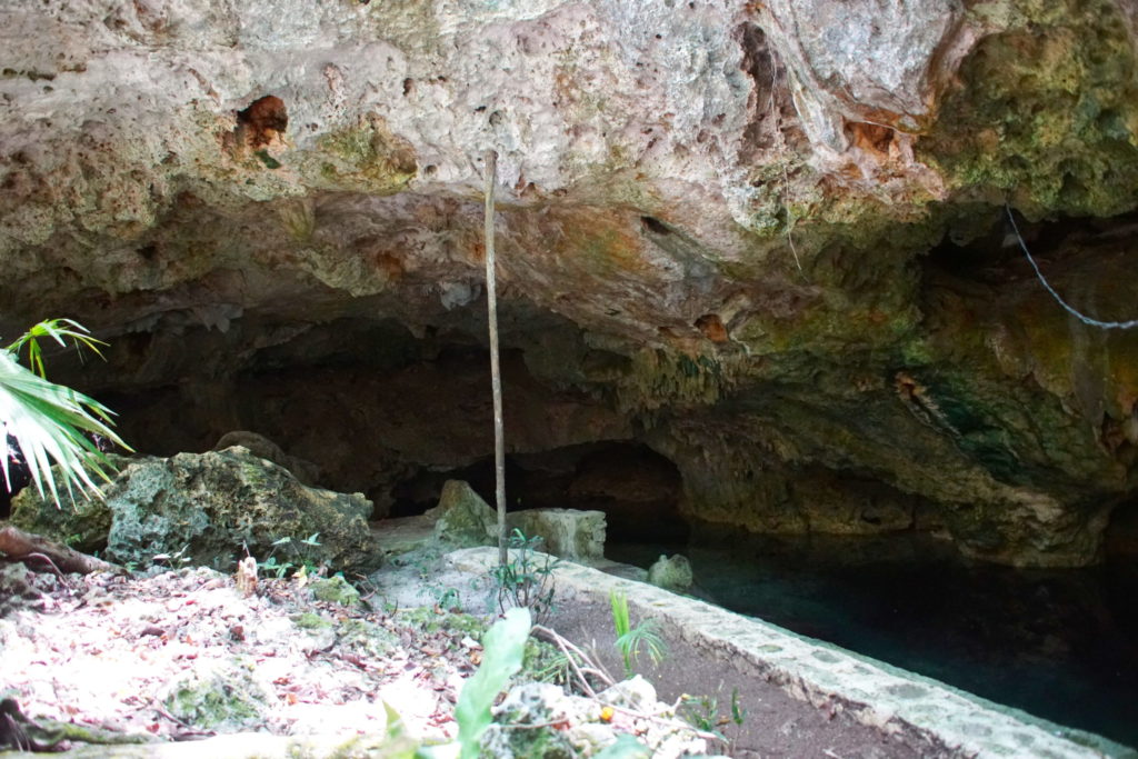 There is a stick growing in the cenote, for some reason.