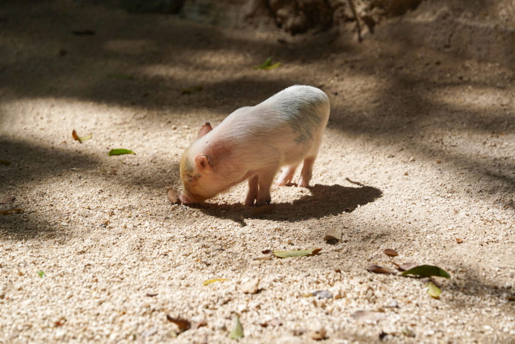 This fellow will someday be called "dinner".