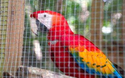 Belize Zoo