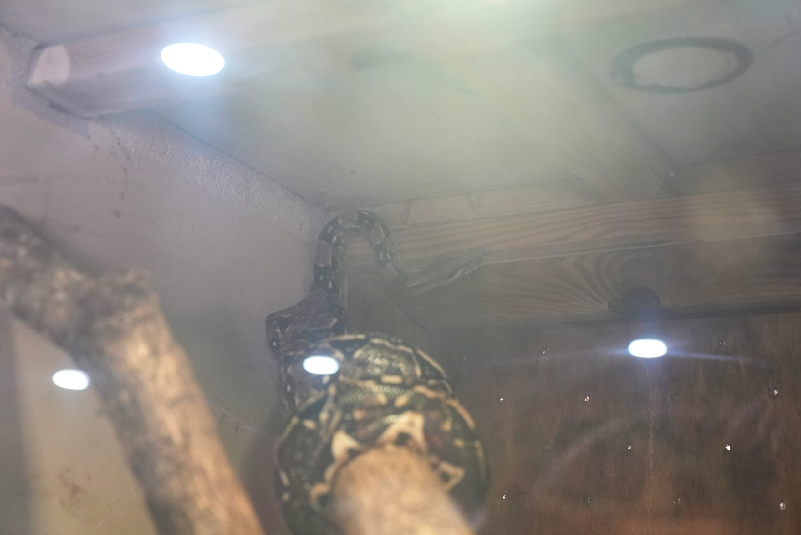 A snake in a box.