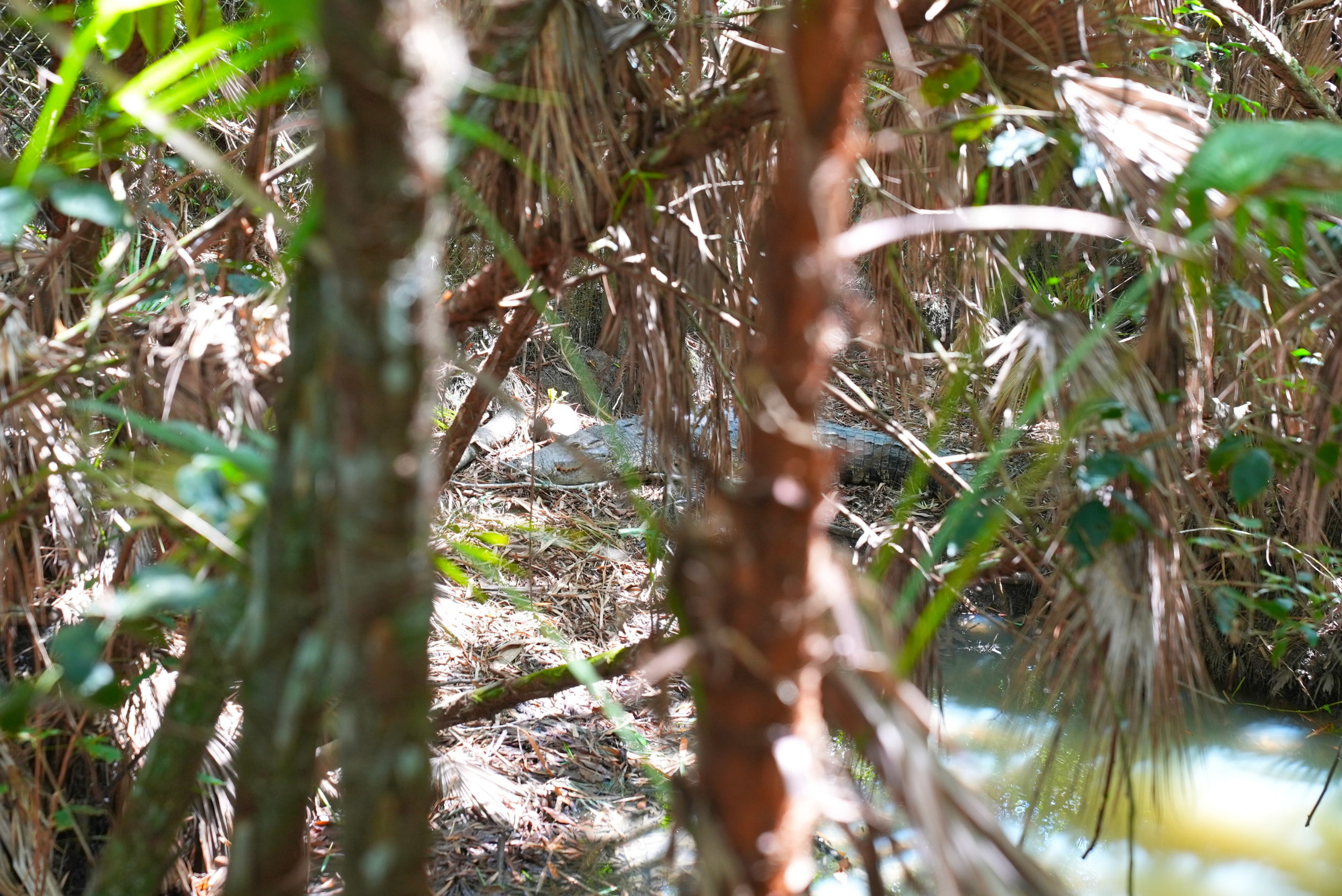 Belize has its own crocodile.