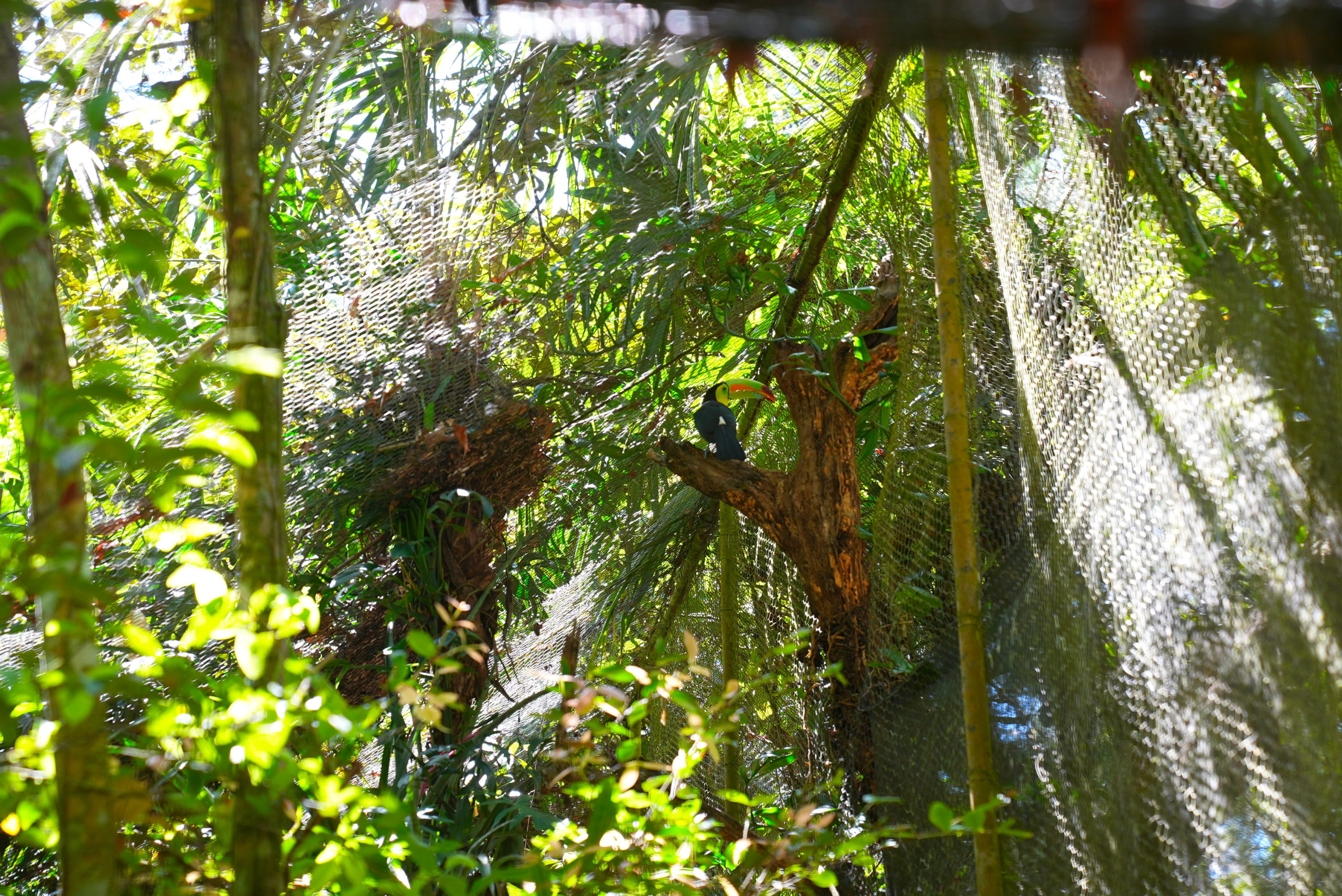 The national bird of Belize.