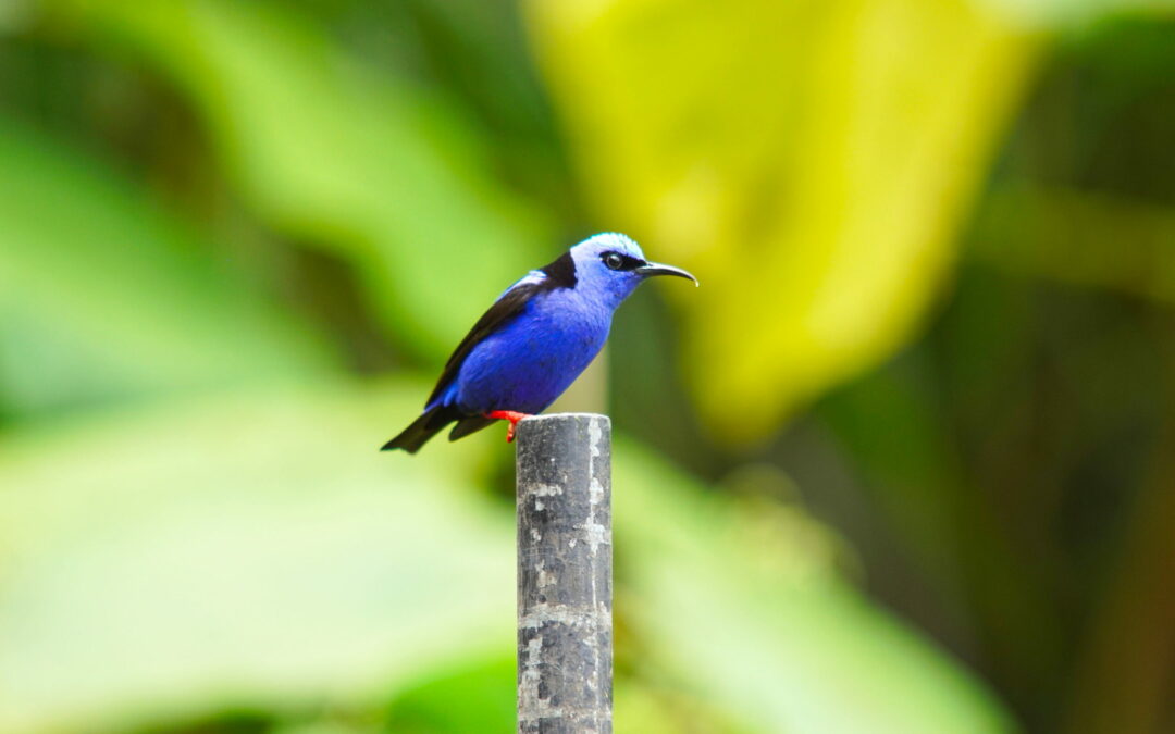 Costa Rica – La Fortuna