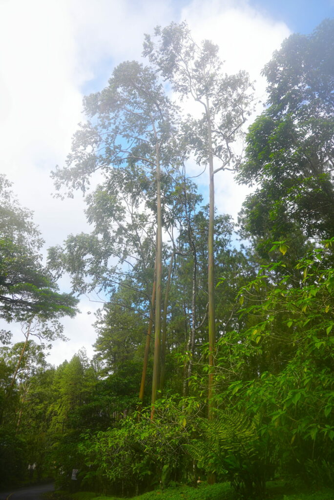 To survive in the jungle, you must be tall.