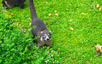 Costa Rica – La Fortuna Wildlife