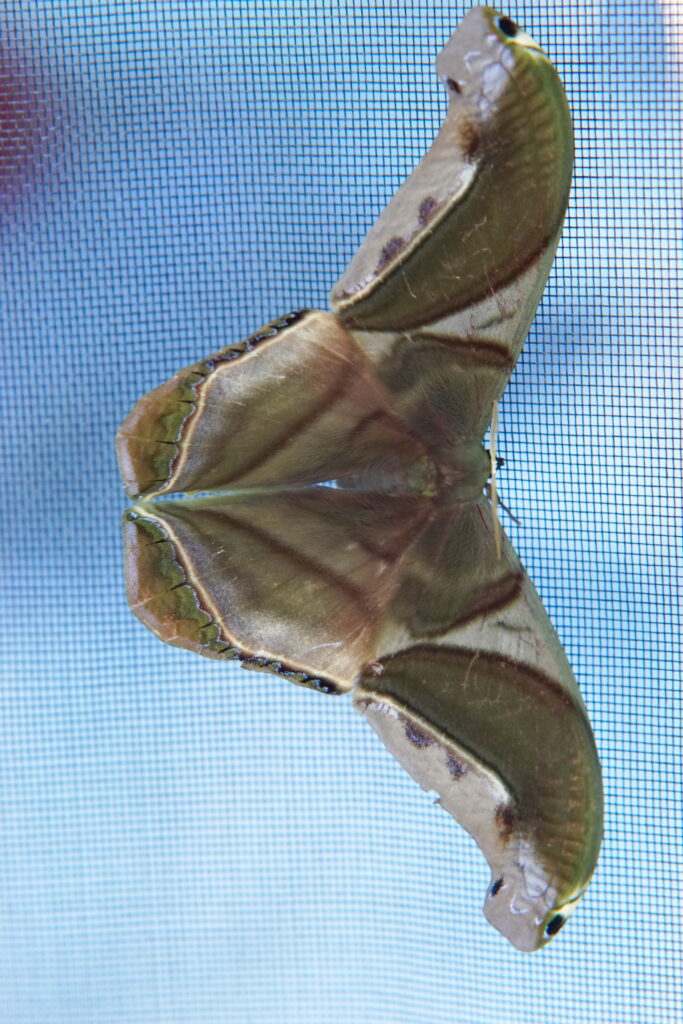 A moth, hiding on our screen.
