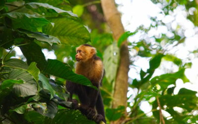 Costa Rica – Ojochal Wildlife