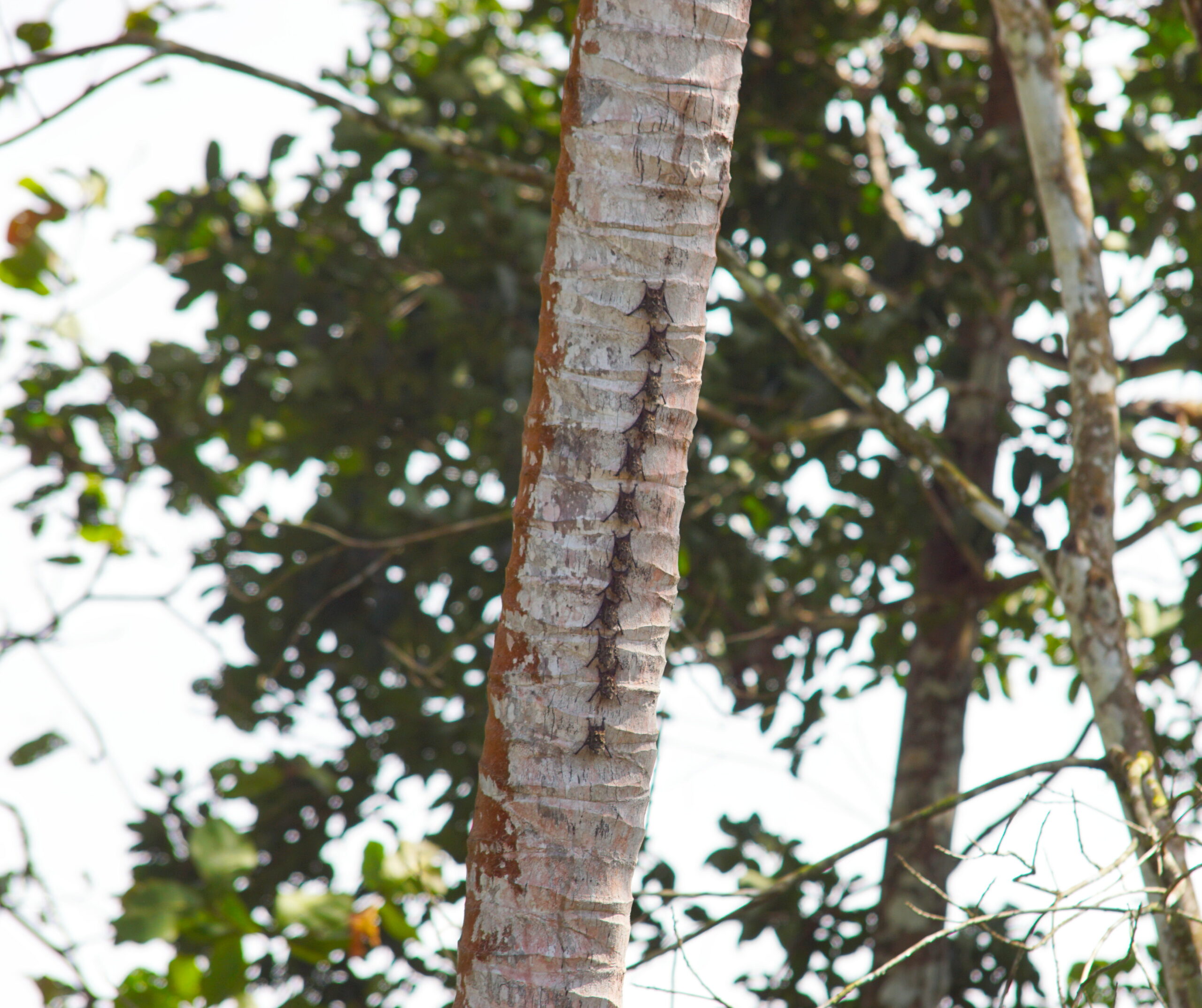 Not a bat centipede.