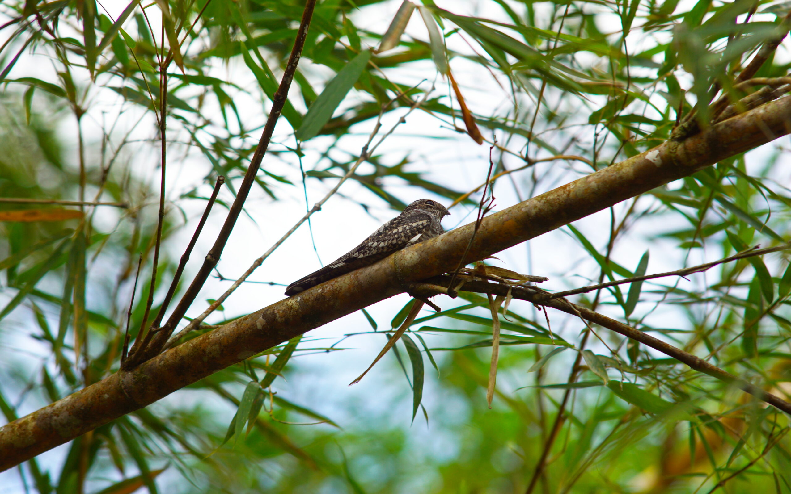 Better than being common, I guess.