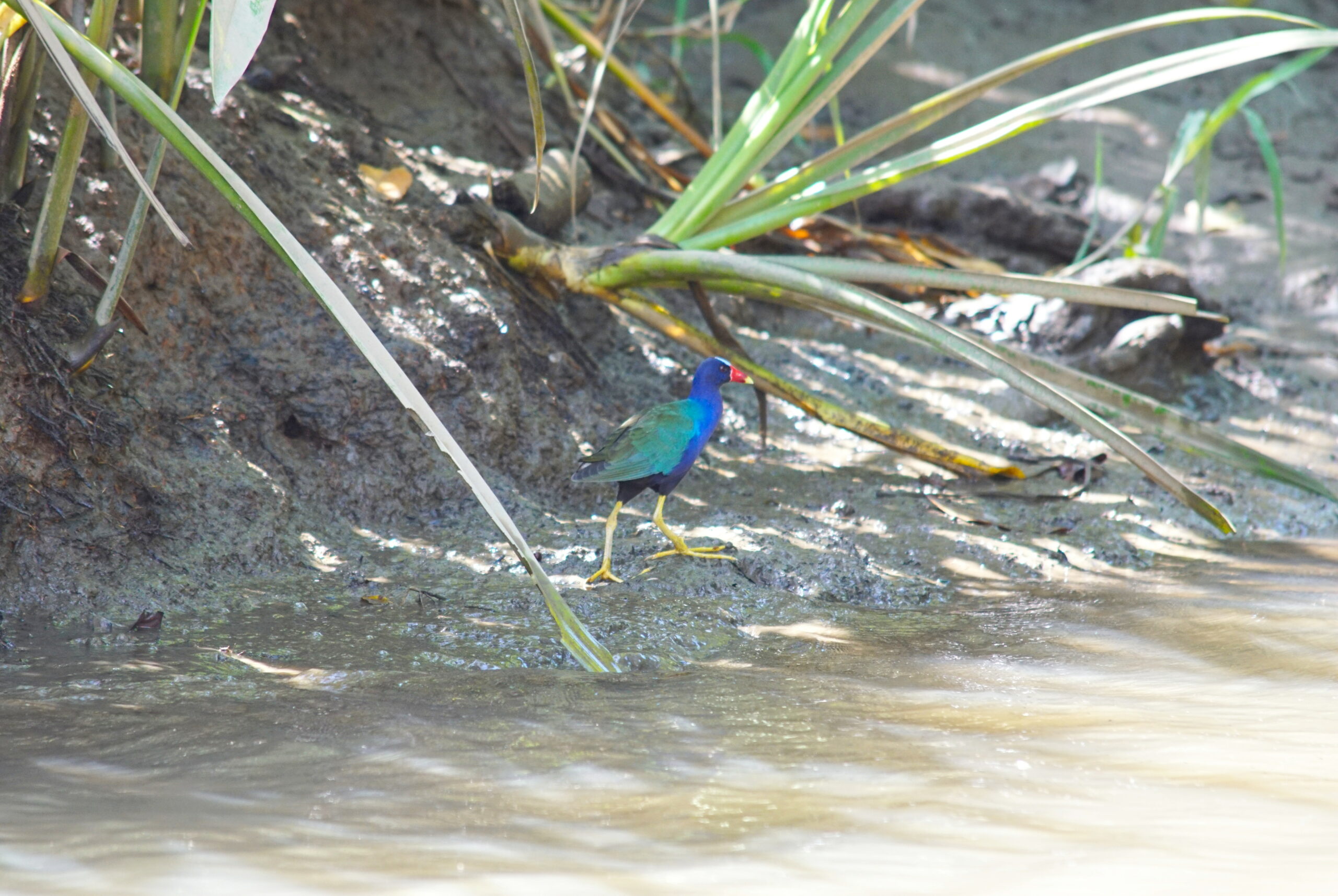 The creature from the swamp.