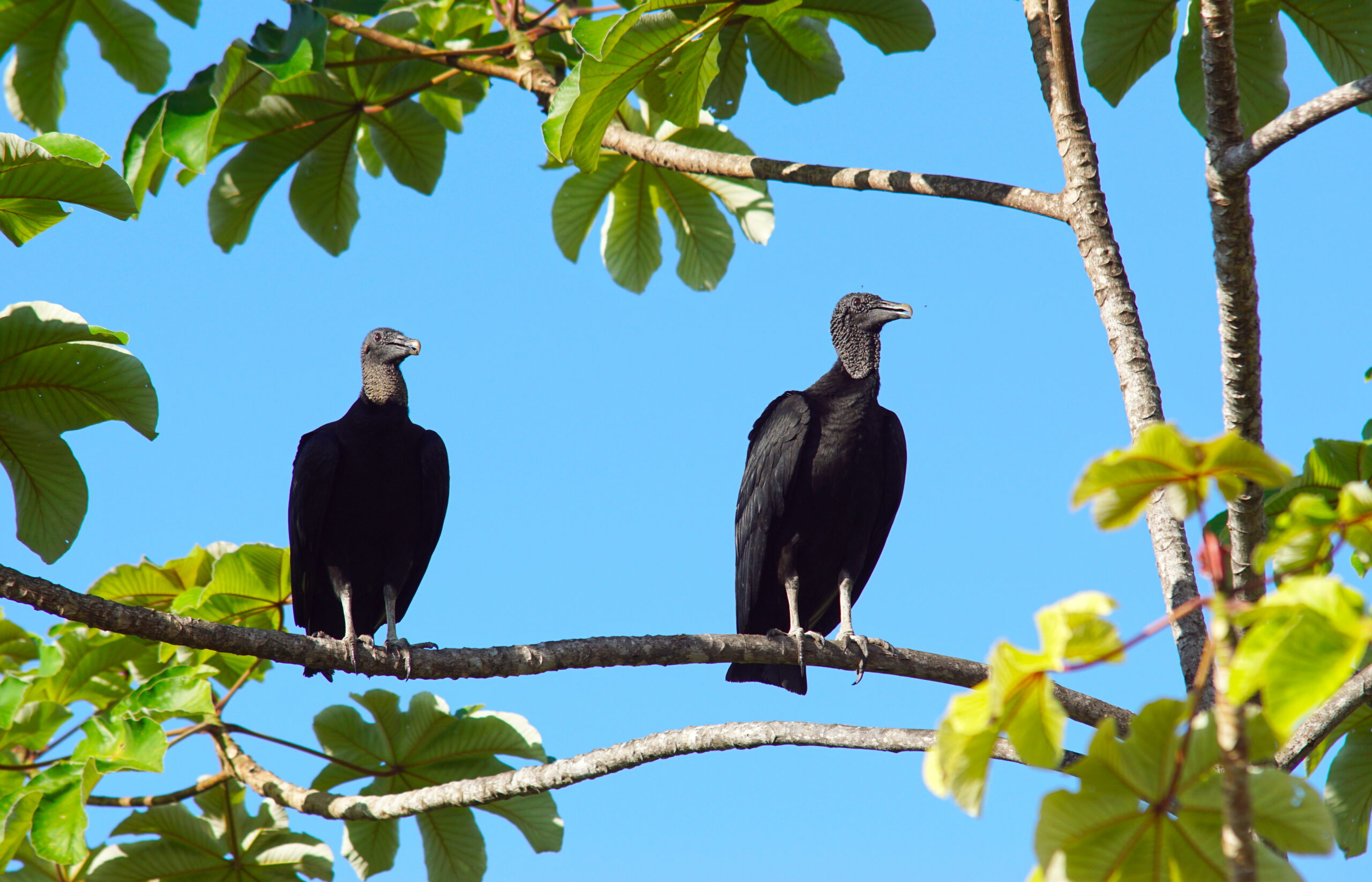The Majestic Black Vulture.