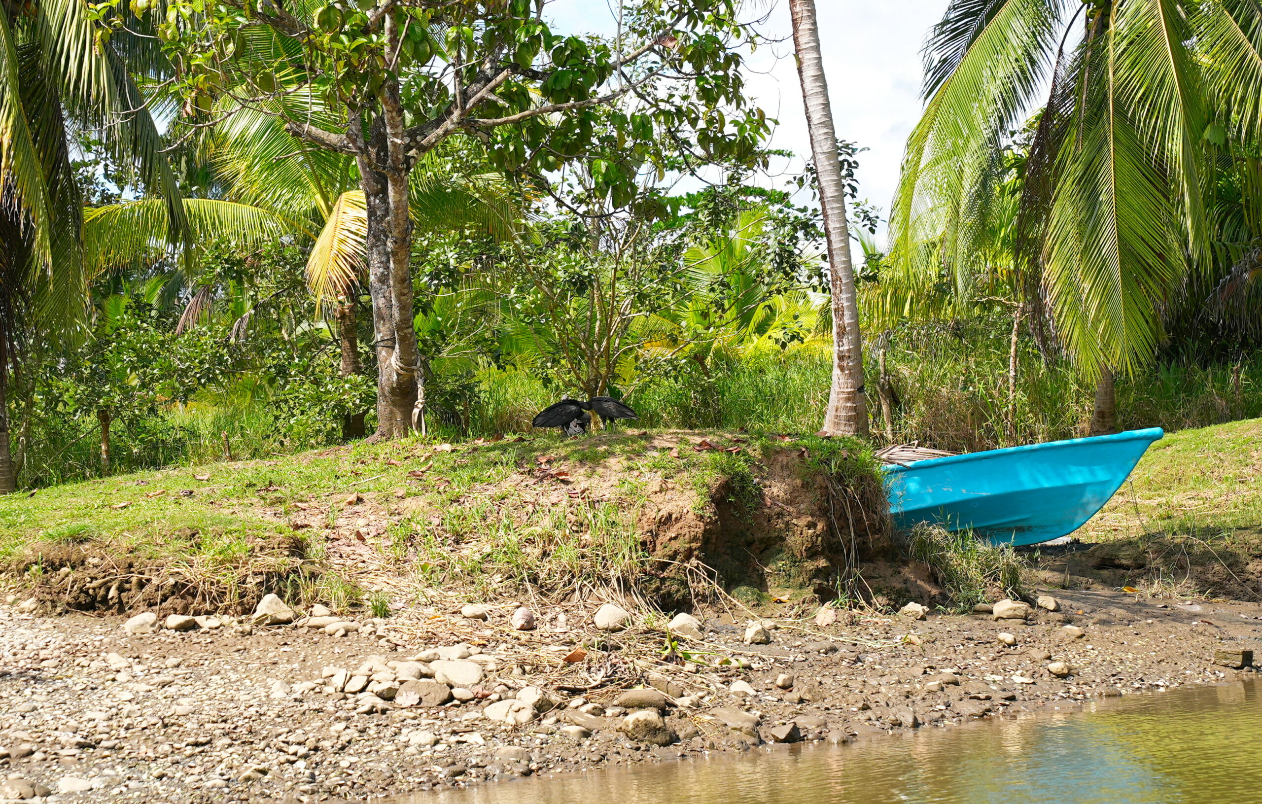 The Majestic Black Vulture.