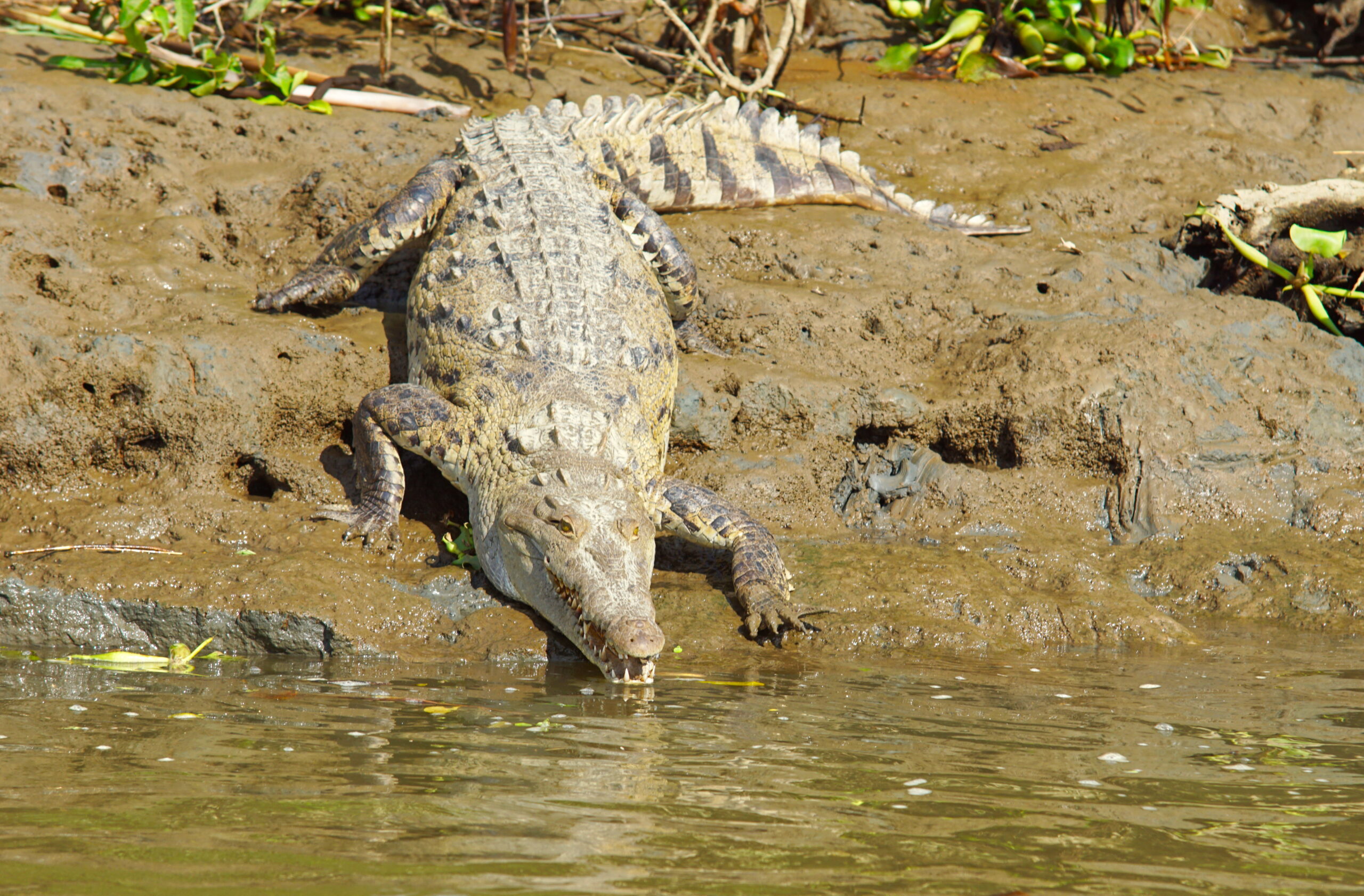 All muscle and teeth.