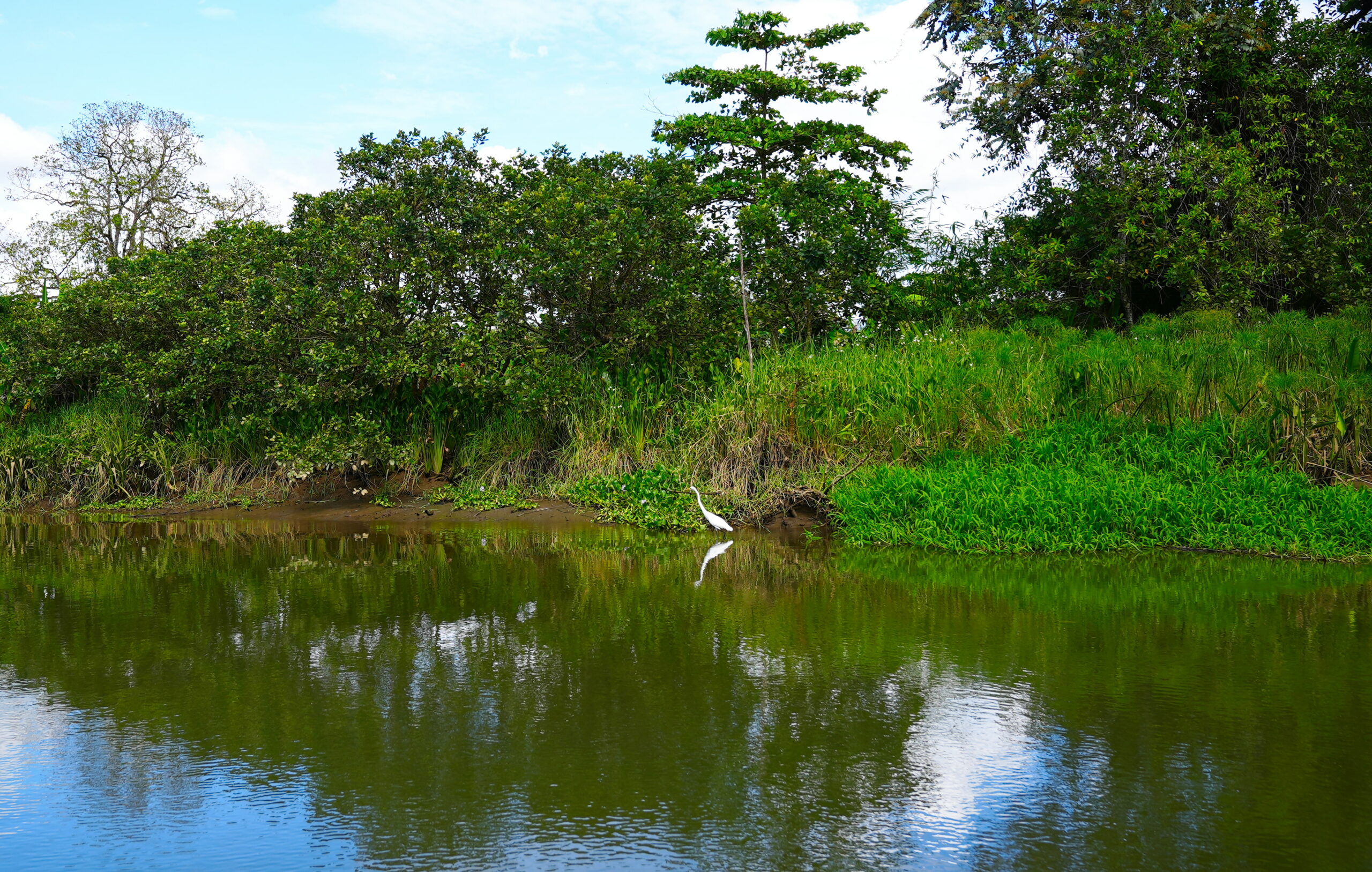 All egrets have an evil twin who lives in the water...but which is which?