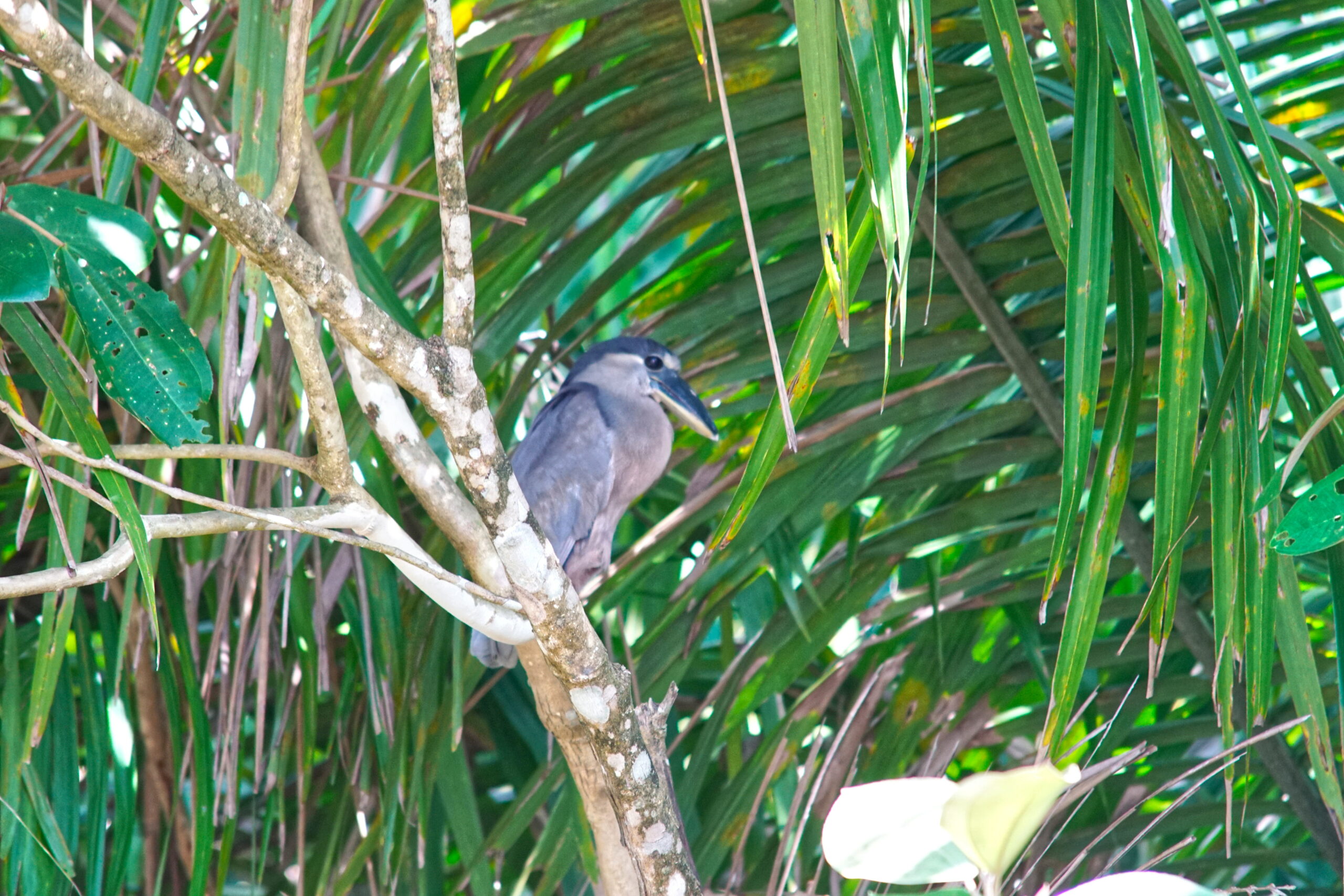 It's a bill. It's a boat!