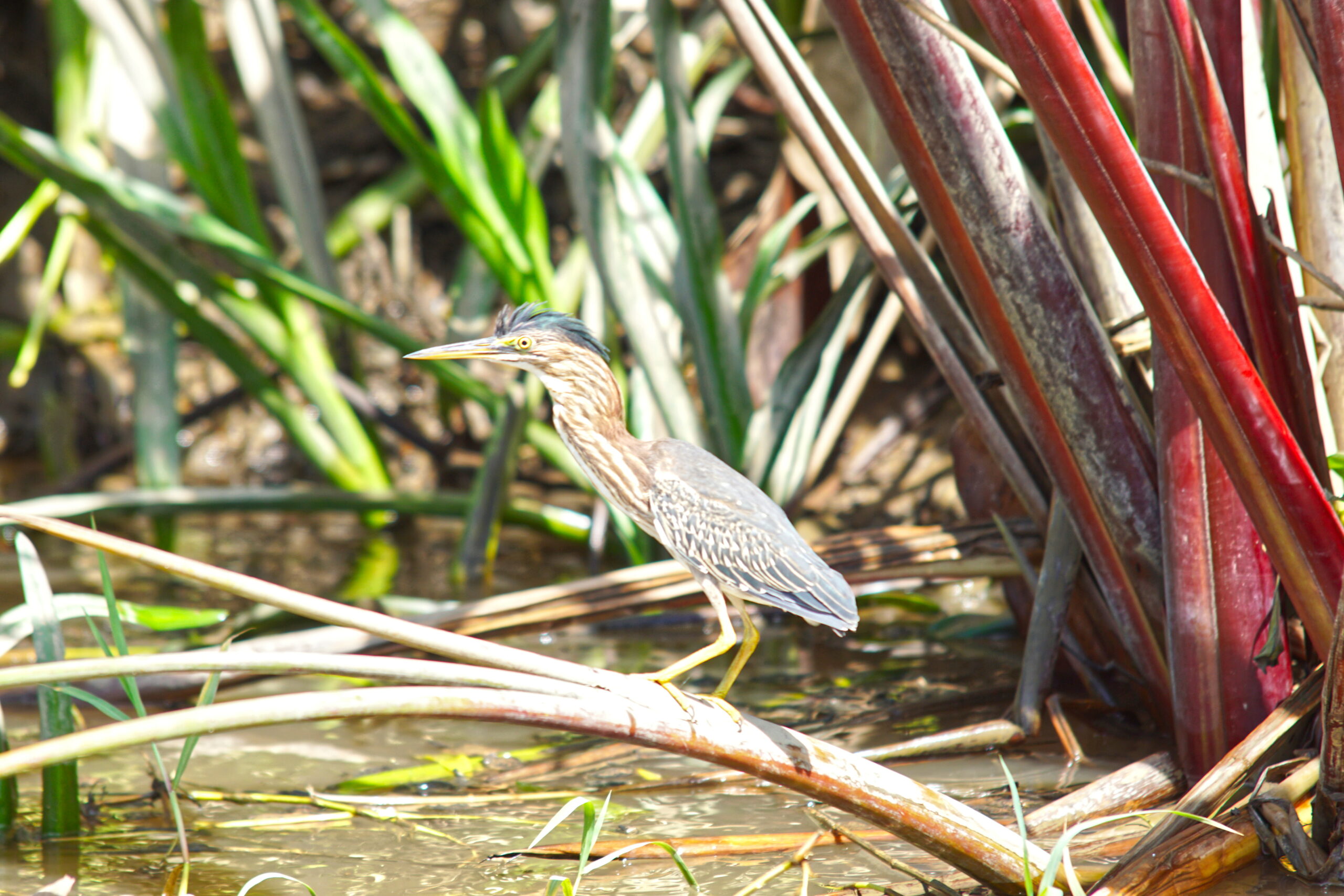 It's not easy being green.