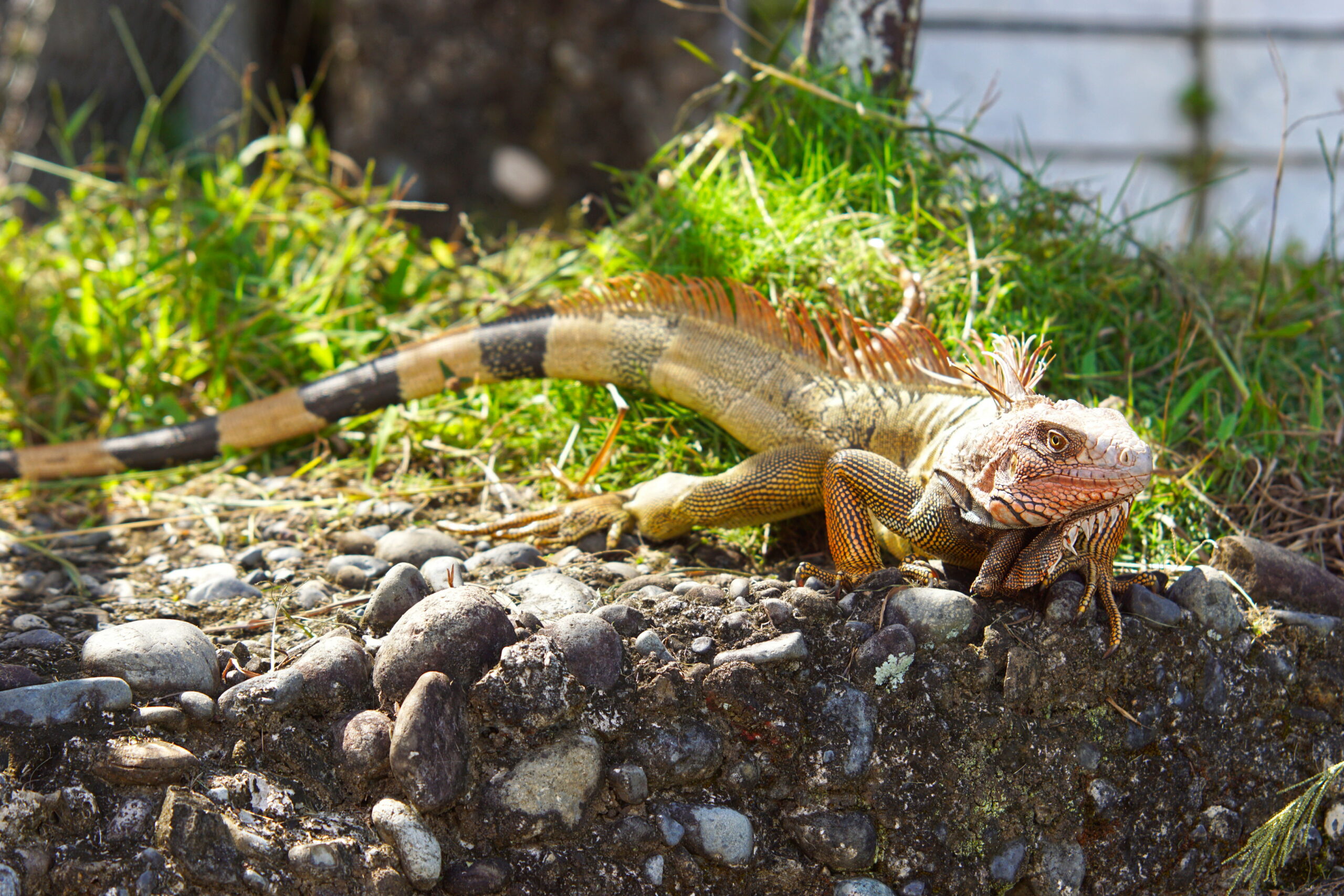 Like an old guy trying to have a cool hair-do.