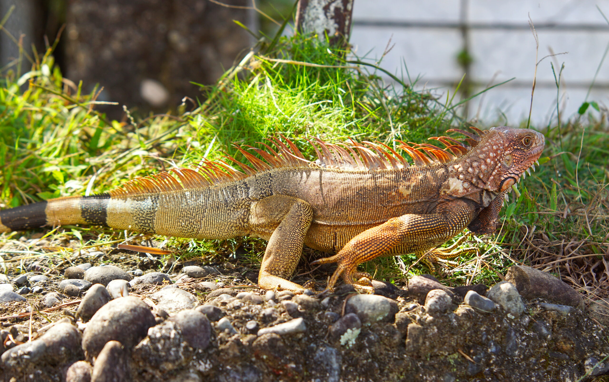 Yes, green iguanas can be yellow.