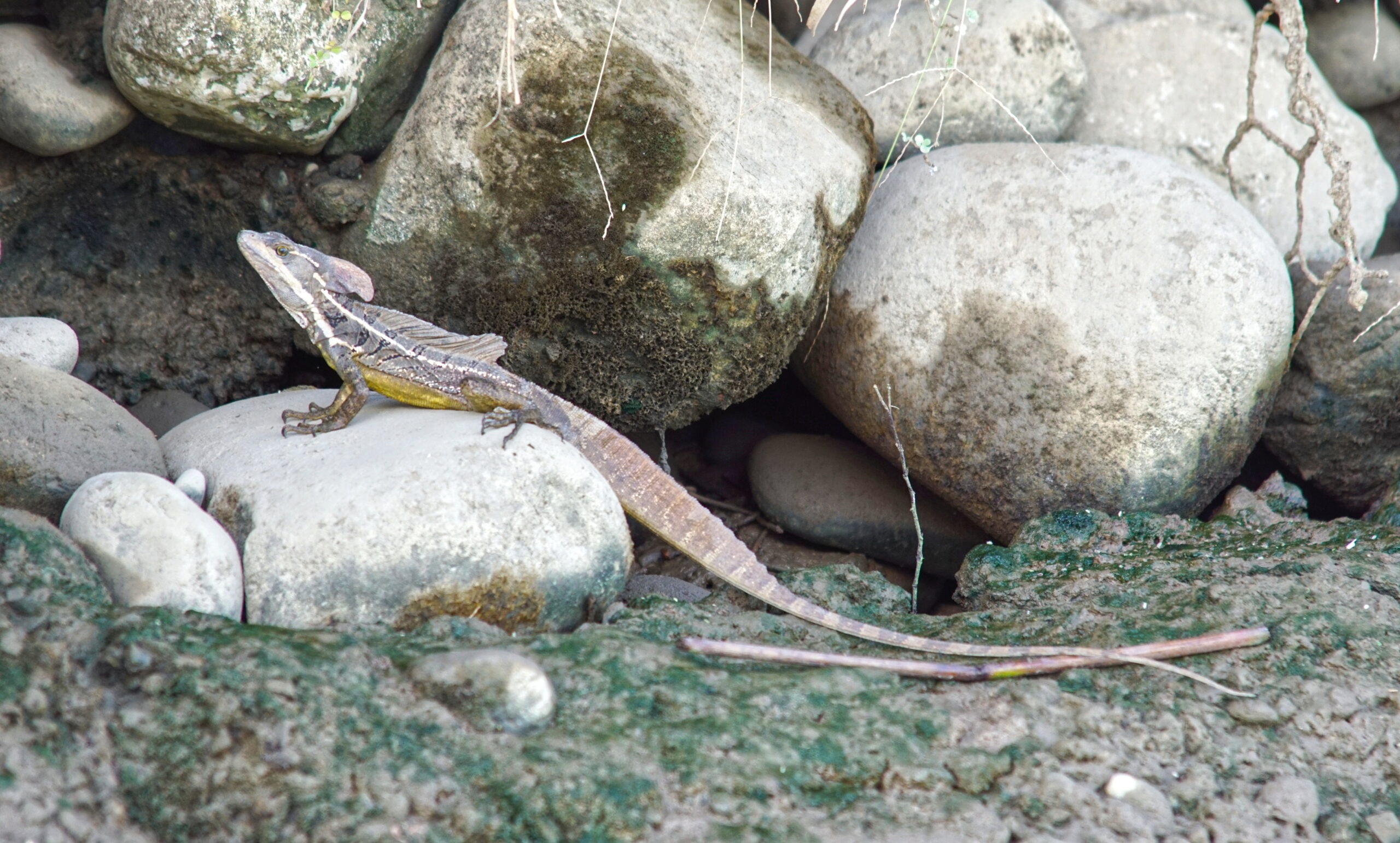 Look at me! I'm a basilisk!