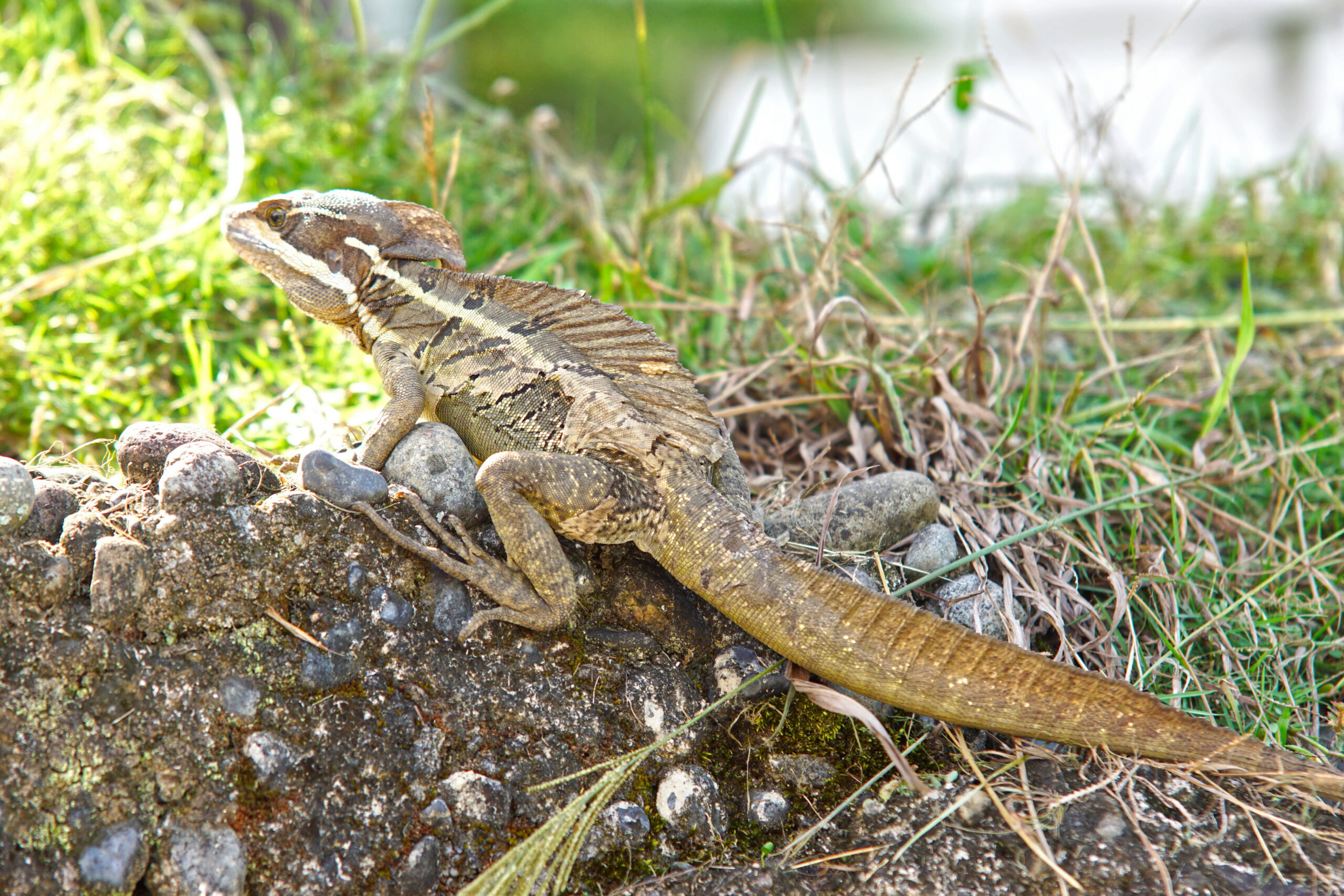 Now you can see the brown.