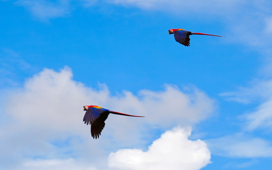 Costa Rica – Kokopelli Mangrove Tour