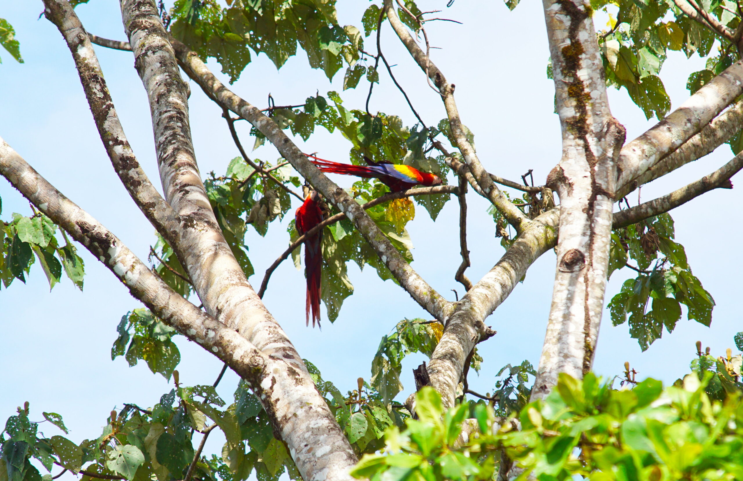 They don't know the meaning of the word "camouflage".