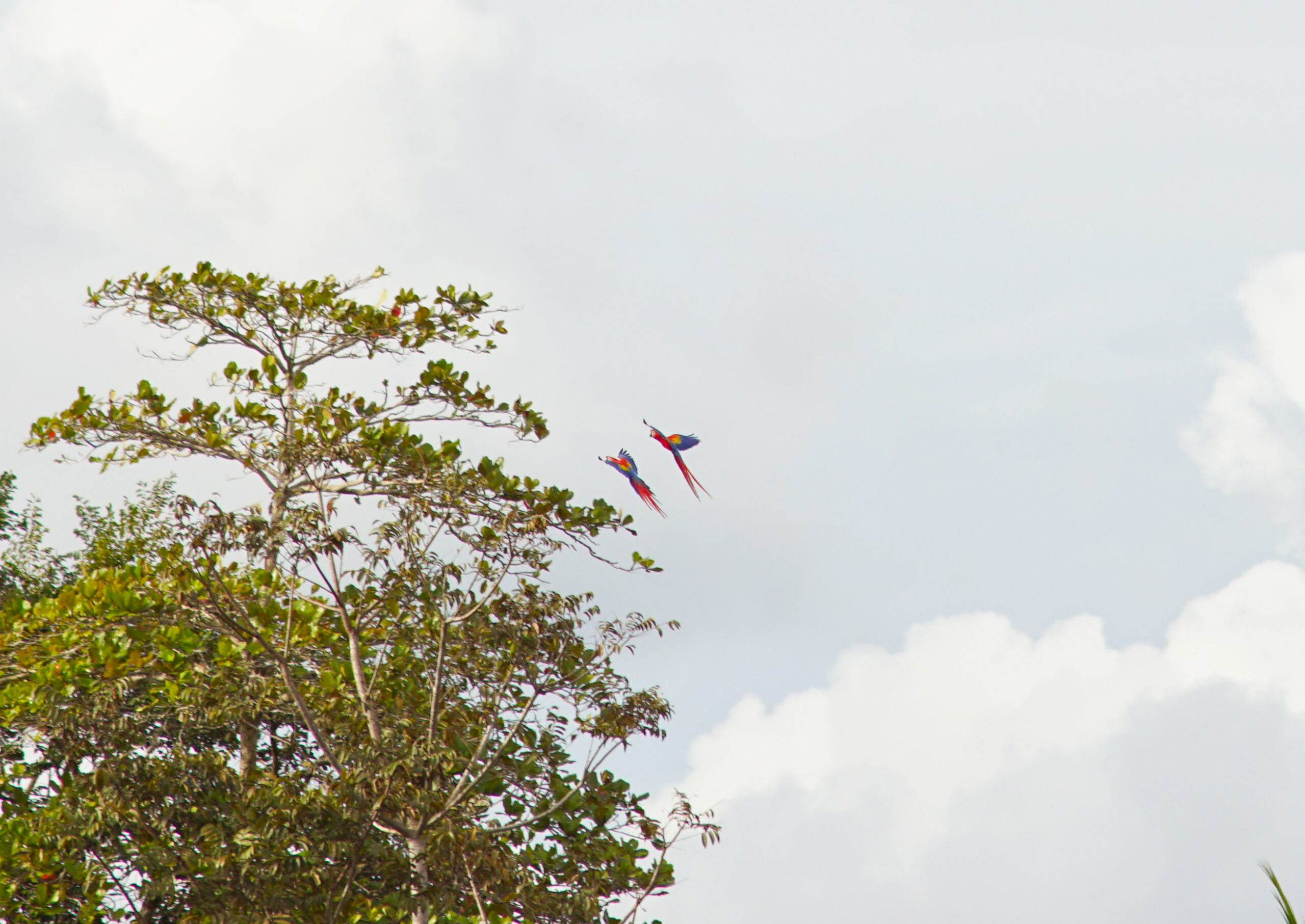 Coming in for a landing.