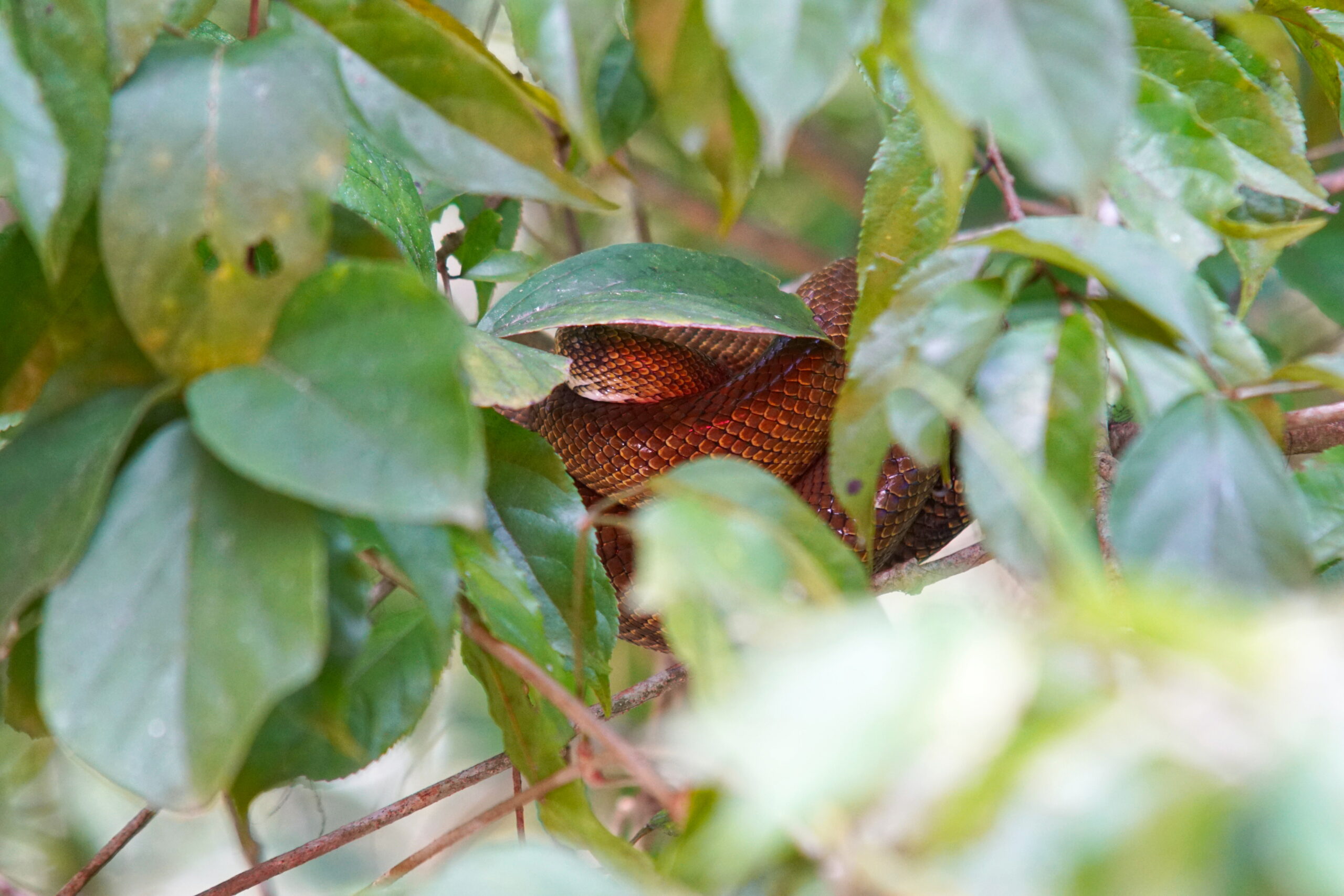 A tree snake, in a tree.