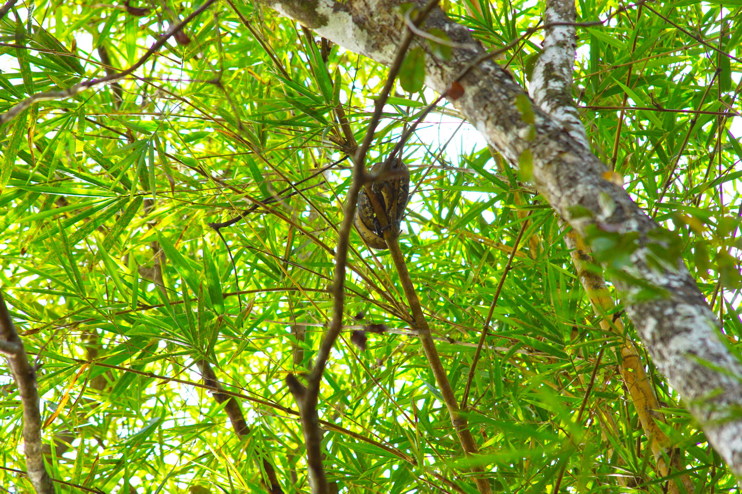 Another tree snake, also in a tree.