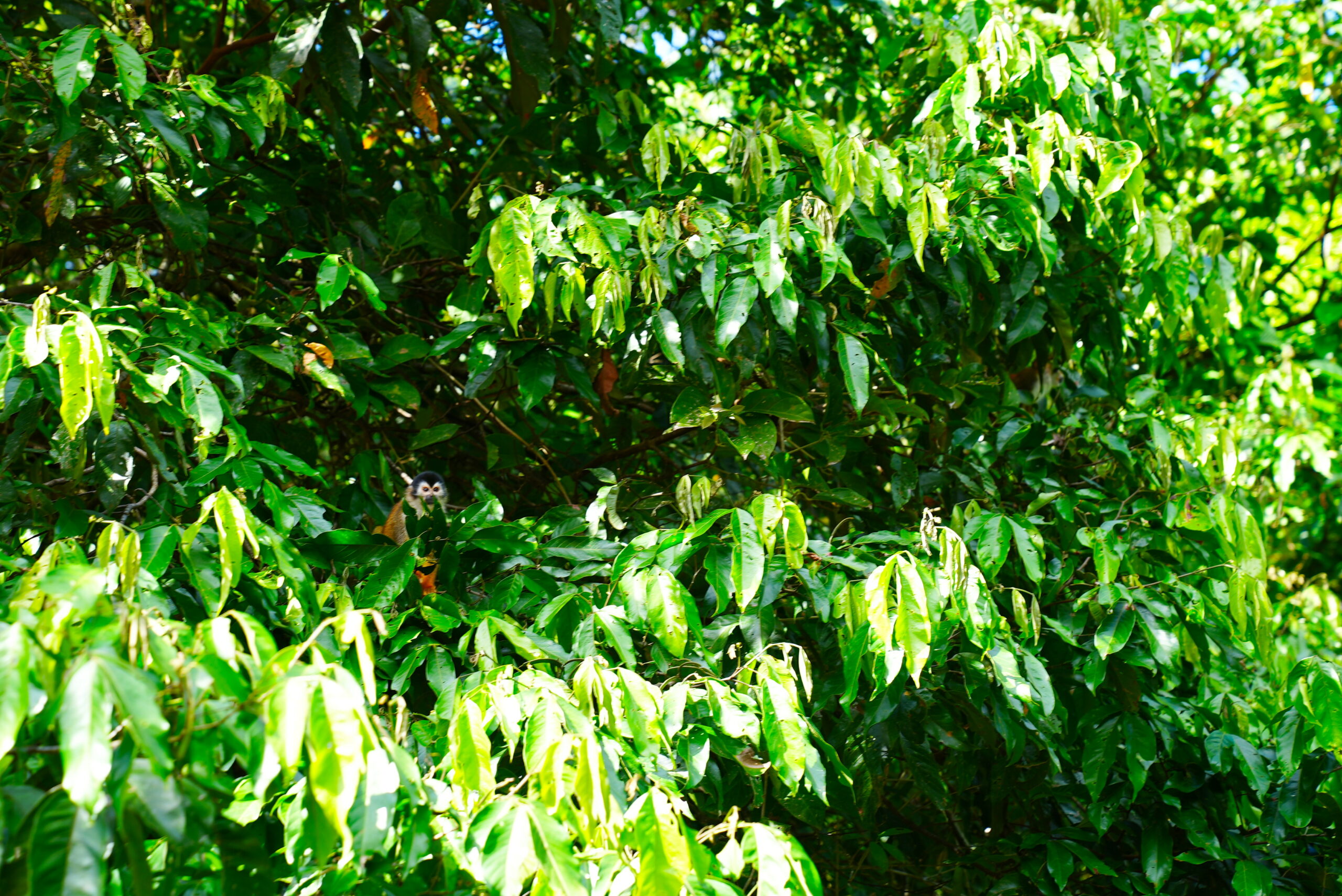 They are much easier to see when they are looking directly at you.