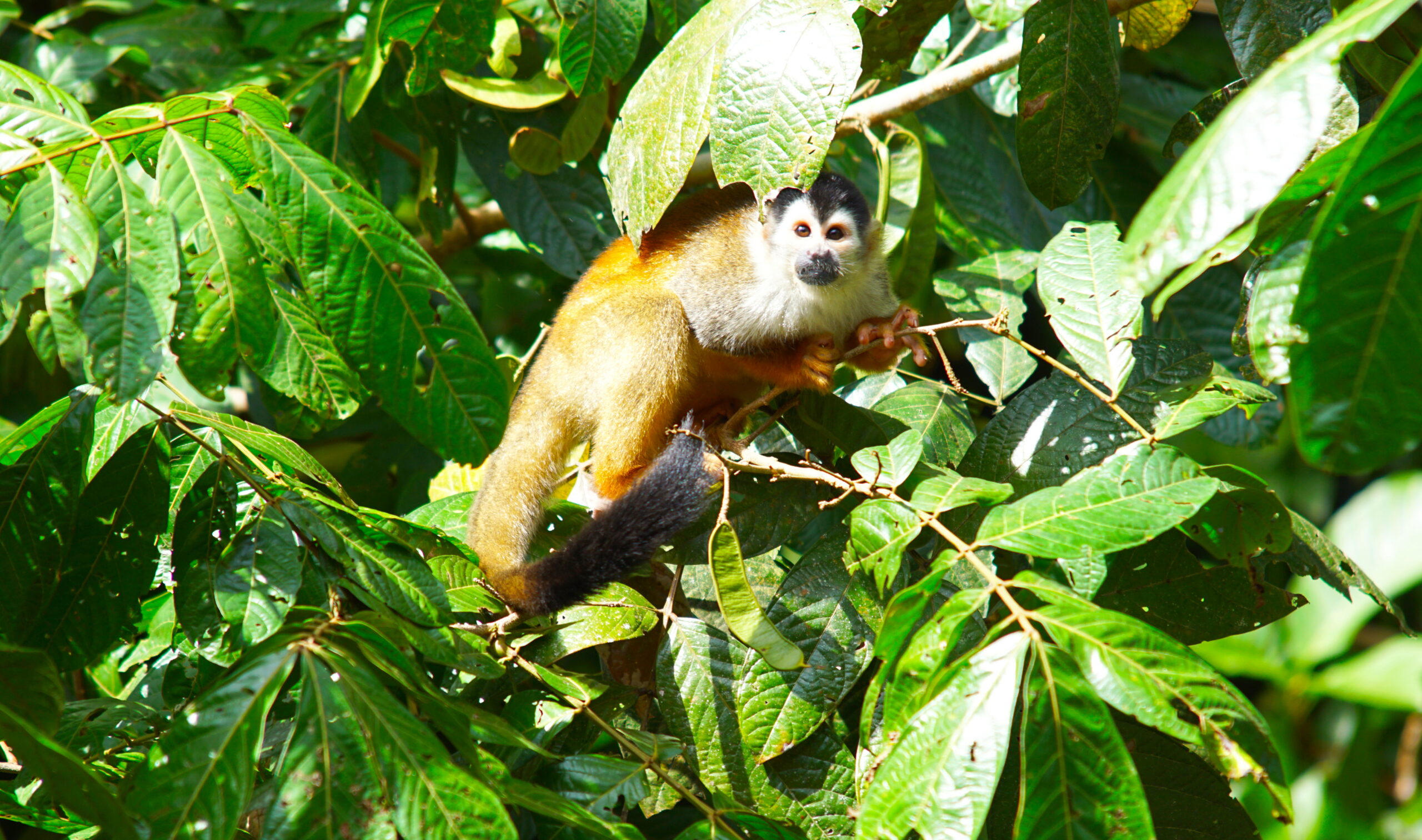 Finally, a close-up!