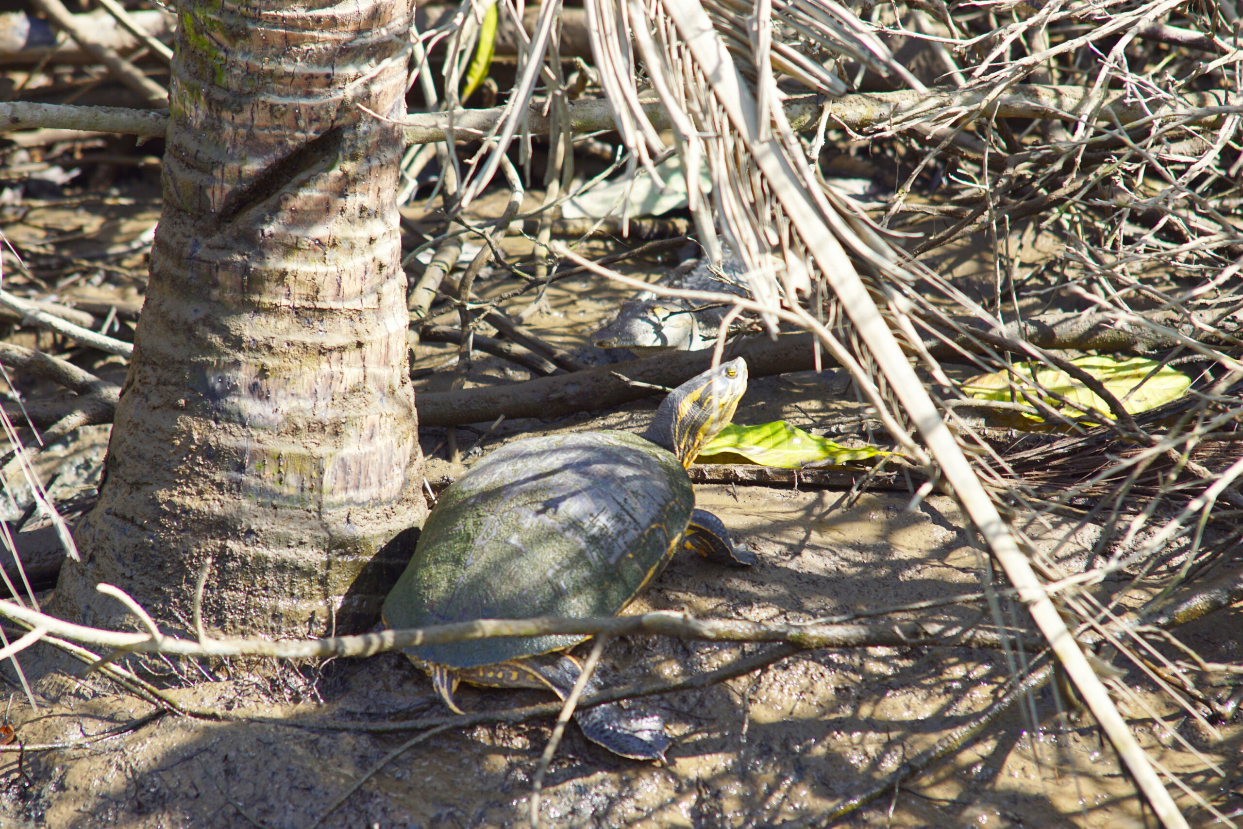 Turtles don't do much.