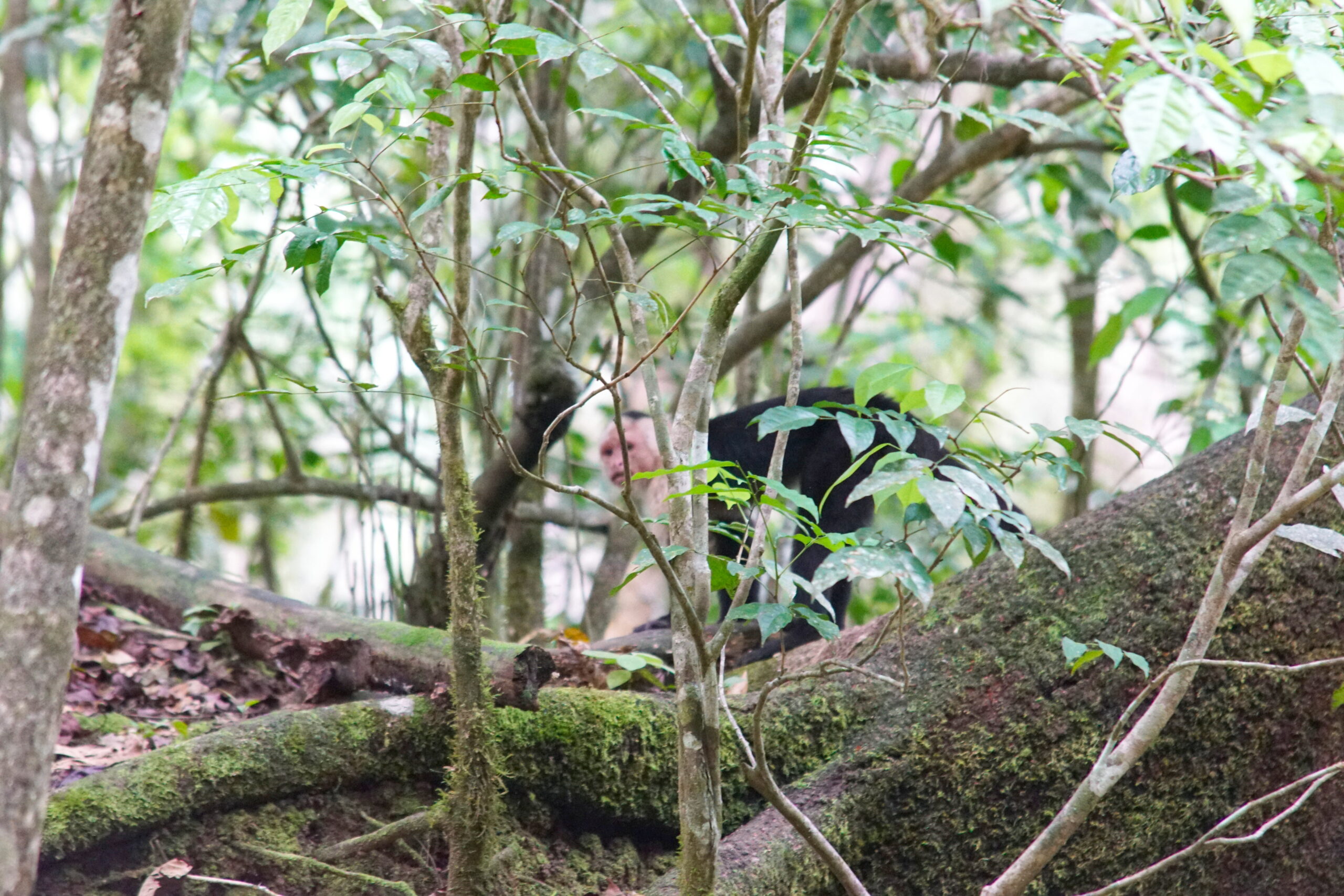 No, he's not sunburned.