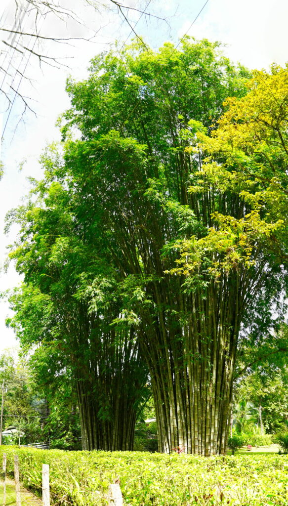 Not your ordinary bamboo.