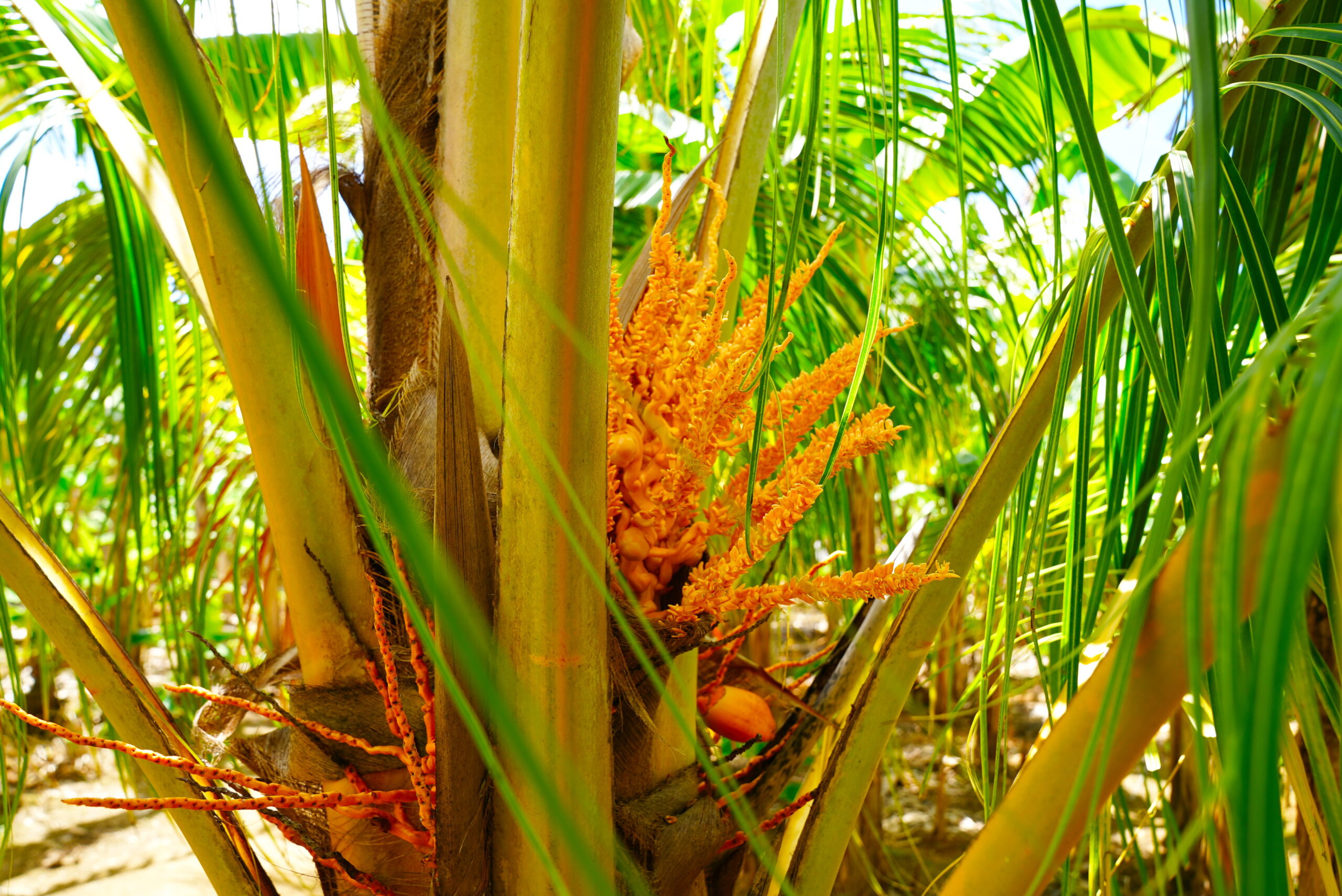 Yes, some plants are bright orange.
