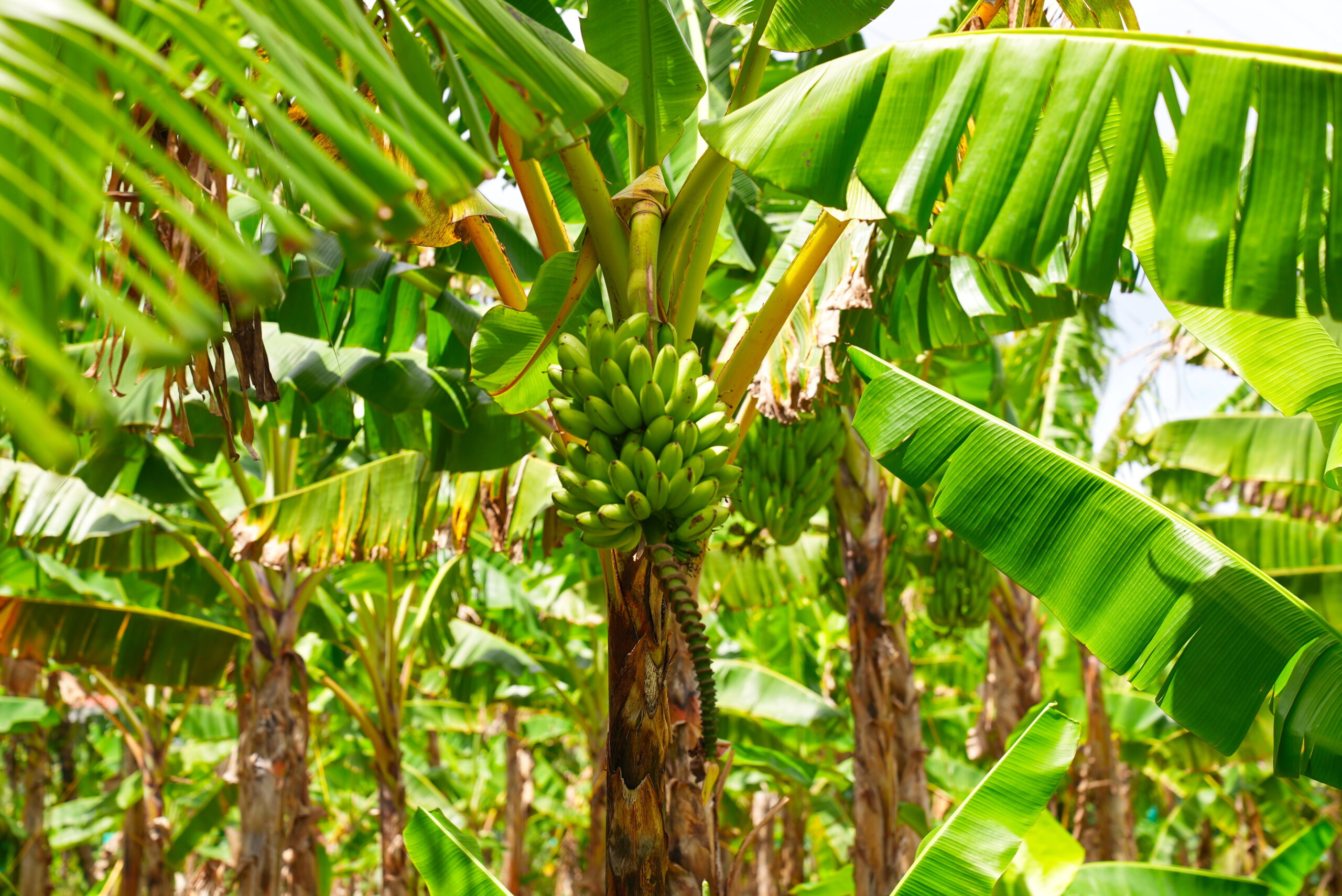 Bananas have a tail.